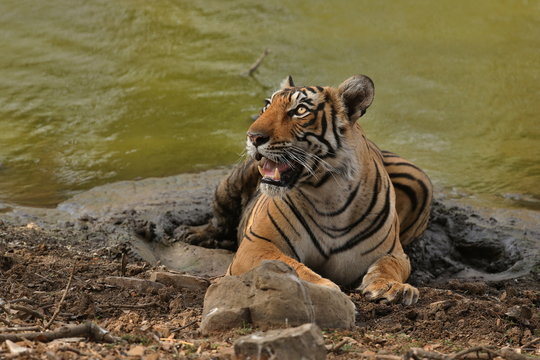 Young tiger female in a beautiful place in india/wild animal in the nature habitat/India/big cats/endangered animals/close up with tigress
