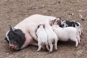 Fertile sow and piglets