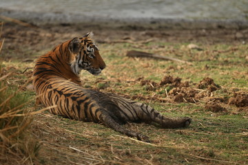 Fototapeta na wymiar Young tiger female in a beautiful place in india/wild animal in the nature habitat/India/big cats/endangered animals/close up with tigress