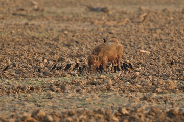 Indian wild boar with a lot of birds around/indian wildlife in the nature habitat/nice colony of birds