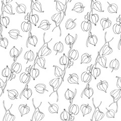 Physalis graphic illustration isolated on white background, vector seamless pattern medical plant, Floral ornament design texture for paper, package tea, cosmetic, wallpaper, textile, natural product