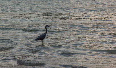 Little blue heron is hunting