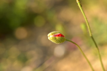 poppy flower about to open 