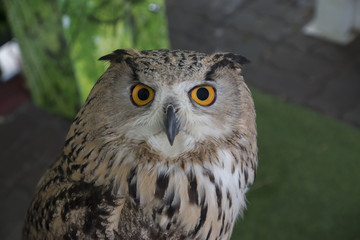 Portrait of a Beautiful Owl. Owl eyes