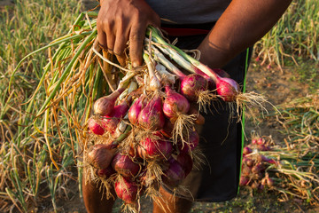 A peasant is holding a red onion

