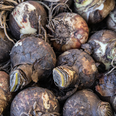 Nature background, A close up view of flower bulbs.
