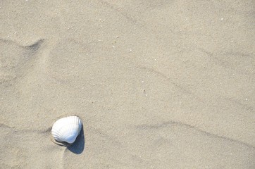 Muschel im Sand am Strand