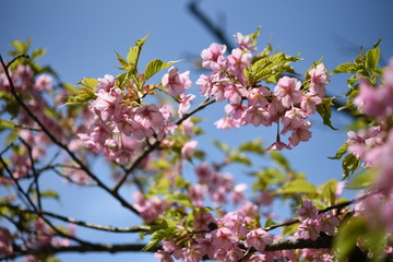 河津桜