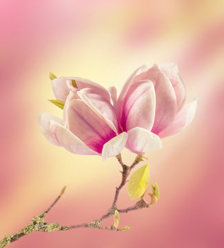 Fototapeta Beautiful fresh magnolia flowers close-up