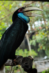Wreathed hornbill