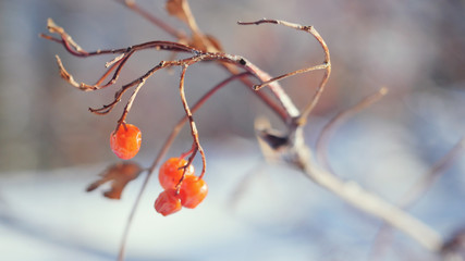 Rowan branch red berries winter beautiful nature snow on a blue background with lense flare effects