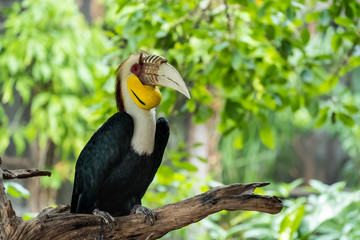 Wreathed hornbill