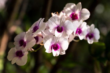 Orchid