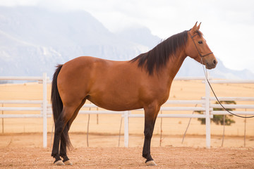Close up of a thorough bred horse in a pen