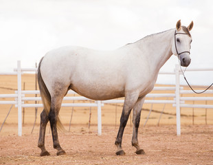 Close up of a thorough bred horse in a pen