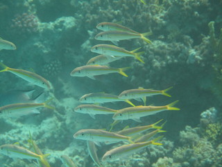 barriera corallina e pesci del mare