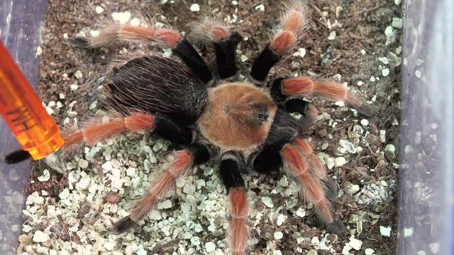 Big hairy spider. 4K.