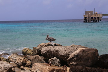 Pelican Pelecanidae bird caribbean sea coast