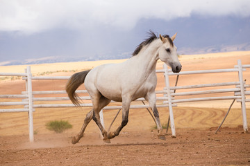 Obraz na płótnie Canvas Close up of a thorough bred horse in a pen