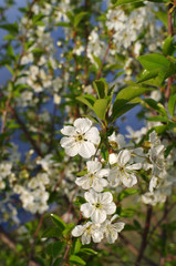 Blooming branch of sour cherry tree in spring.