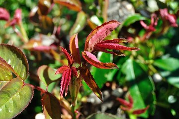 Yemas de hojas de rosal