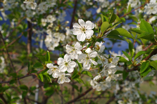 Blooming branch of sour cherry tree in spring.