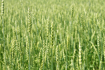 Green wheat ears