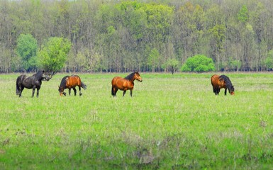 Horses in nature