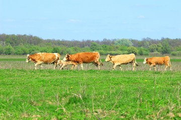 Obraz premium Cows