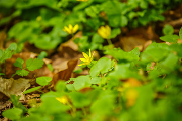 beautiful spring flowers in the forest