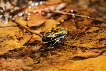 Salamander, fire salamander in nature, close up, macro