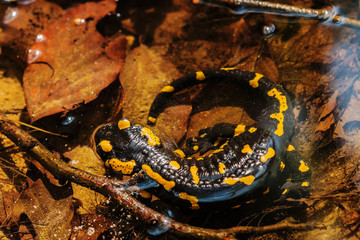 Salamander, fire salamander in nature, close up, macro