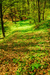 beautiful landscape with green trees in spring forest
