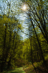 beautiful landscape with sun shining through tree branches