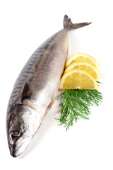 One fresh mackerel isolated on white background