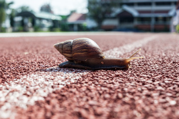 gastropod, snail, winkle on the road, slow walking to finish