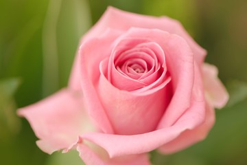 Closeup of a single pink rose against green background