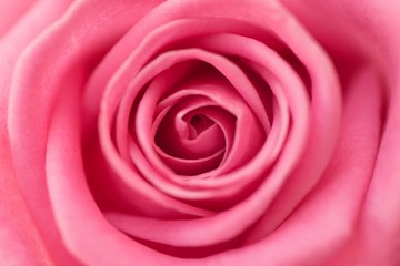 Detailed closeup of a blossoming pink rose