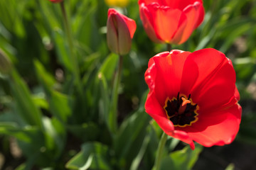 Obraz premium Spring motif with red tulips