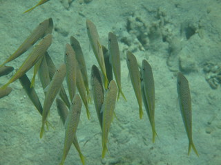 barriera corallina e pesci del mare
