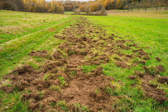 Flurschaden durch Wildschweine auf einer Kuhweide &ndash; Field damage caused by wild boars on a cow pasture