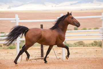 Obraz na płótnie Canvas Close up of a thorough bred horse in a pen