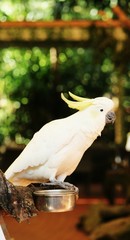 White Cockatoo