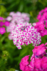 Phlox flowers