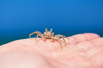 Little crab on human hand against blue sky and green ocean