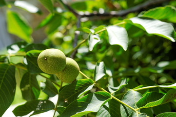 walnuts on a branch