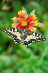 Fototapeta na wymiar Butterfly Machaon