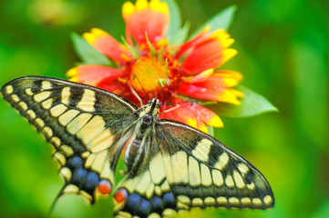 Butterfly Machaon