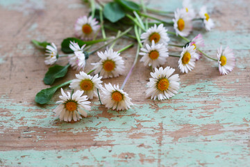 Gänseblümchen - Heilpflanze des Jahres 2017, (Bellis perennis) alternative Medizin, Kräuter sammeln und verwenden © Annett Seidler