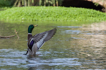 Duck spreading wings in pond